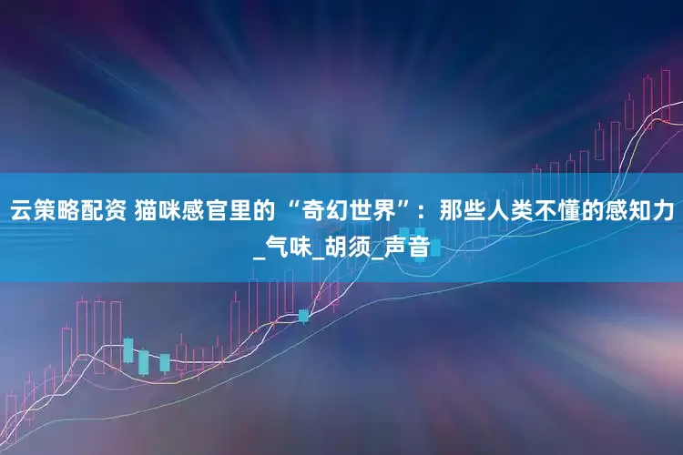 云策略配资 猫咪感官里的 “奇幻世界”：那些人类不懂的感知力_气味_胡须_声音